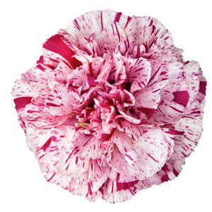 Dianthus Devon Cottage Pineball Wizard