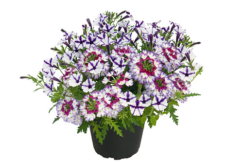 Petunia Duo Amethyst Star