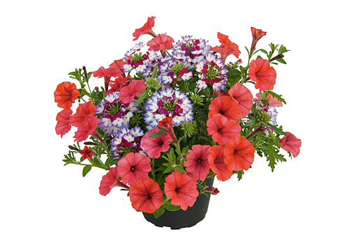 Petunia Duo Coral Kiss