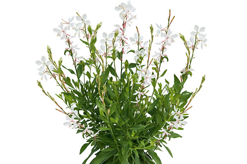 Gaura EVERLAST White Gaura EVERLAST White