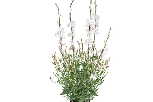 Gaura EVERLAST Viva Nova Gaura EVERLAST Viva Nova