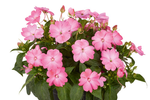 Impatiens Sunpatiens Pink Splash

