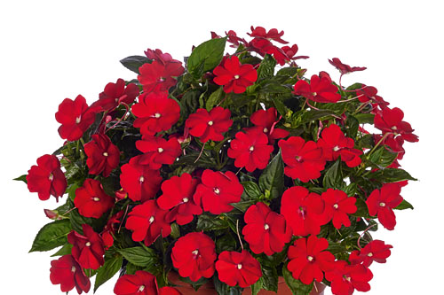 Impatiens Sunpatiens Scarlet Red

