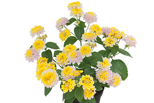 Lantana CALIPPO Vintage