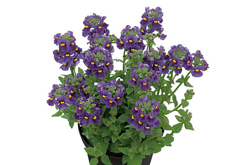 Nemesia Karoo Dark Blue Nemesia Karoo Dark Blue