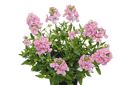 Nemesia Karoo Pink Nemesia Karoo Pink