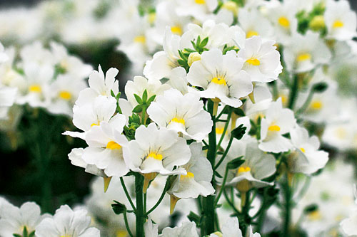 Nemesia Karoo White Nemesia Karoo White