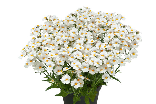 Nemesia Sunsatia plus Anona 2026 Nemesia Sunsatia plus Anona 2026
