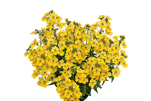 Nemesia Sunsatia plus Little Banana Nemesia Sunsatia plus Little Banana