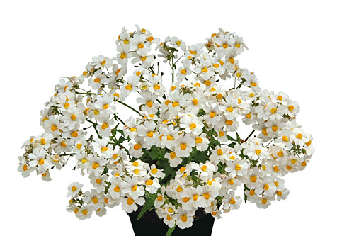 Nemesia Sunsatia plus Little Coco Nemesia Sunsatia plus Little Coco