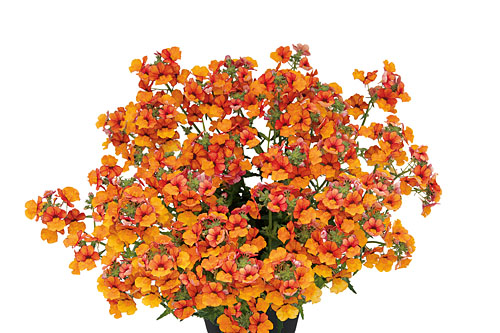 Nemesia Sunsatia plus Little Orange Nemesia Sunsatia plus Little Orange