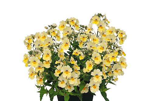 Nemesia Sunsatia plus Little Vanilla Nemesia Sunsatia plus Little Vanilla