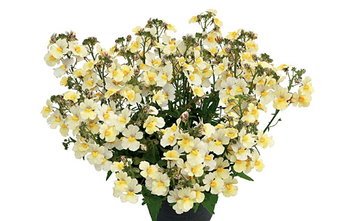 Nemesia Sunsatia plus Pera