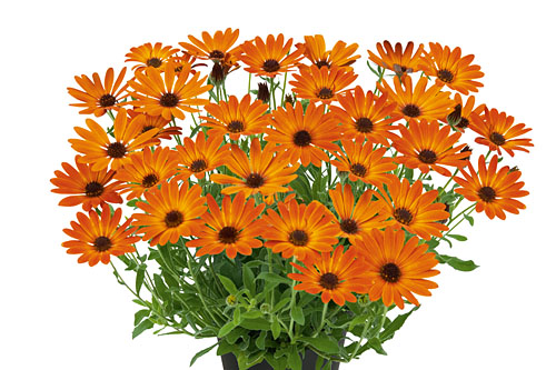 Osteospermum SUMMERSMILE Tangerine