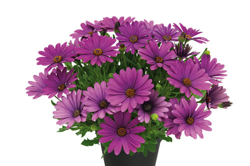 Osteospermum SUMMERSMILE Violet