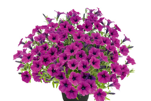 Petunia BUBBLES Magenta