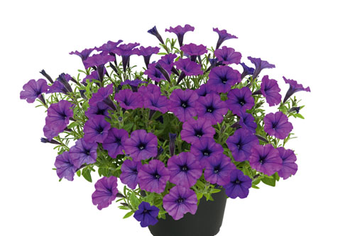 Petunia BUBBLES Trailing Twilight