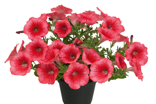 Petunia KUYAMBA Brilliant Rose
