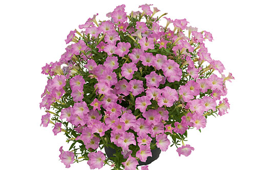 Petunia MINI VISTA Pink Cloud