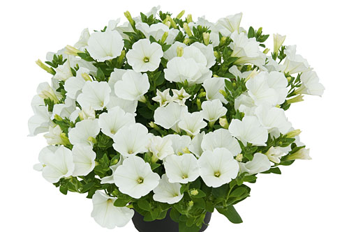 Petunia VERANDA White 2021
