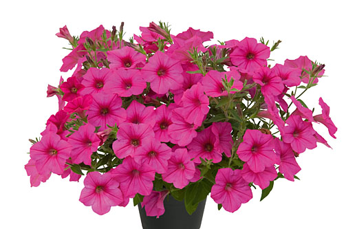 Petunia VISTA Fuchsia Improved Petunia VISTA Fuchsia Improved