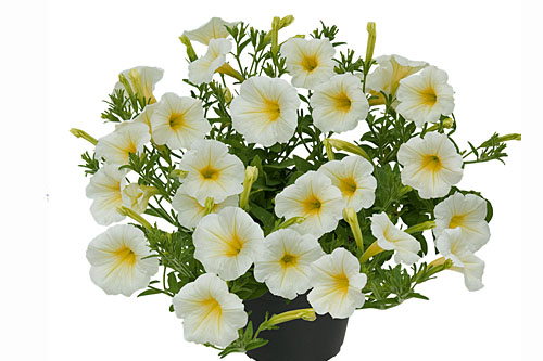 Petunia VISTA Moondance