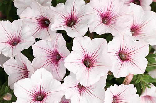 Petunia VISTA Silverberry