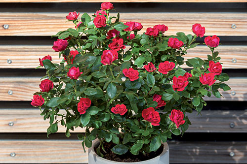 Terrassen-Rose  Zepeti