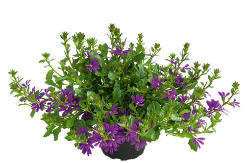 Scaevola SURDIVA Super Purple