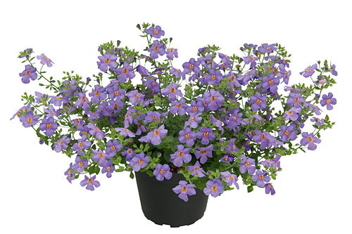 Sutera Everest Blue Flow Sutera Everest Blue Flow