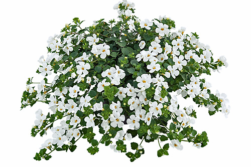 Sutera EVEREST White Flow