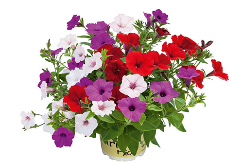 Petunia TrioMio Buena Vista