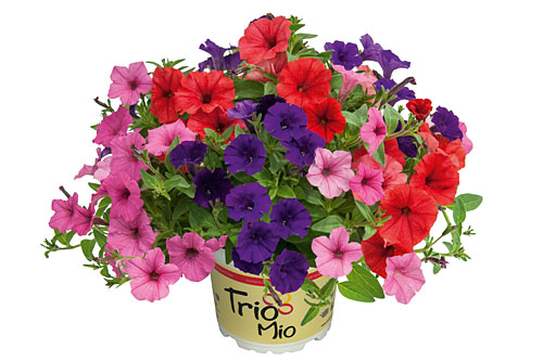 Petunia TrioMio Mini Vista Masquerade