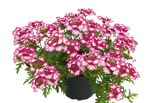 Verbena Vepita Carmine Kiss 2026 Verbena Vepita Carmine Kiss 2026