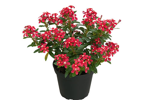 Vinca Soiree Cerise White Eye Vinca Soiree Cerise White Eye