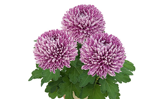 Chrysanthemen: Chrysanthemum  Missouri