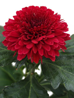 Chrysanthemum  Barca Red