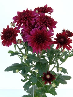 Chrysanthemum  Barca