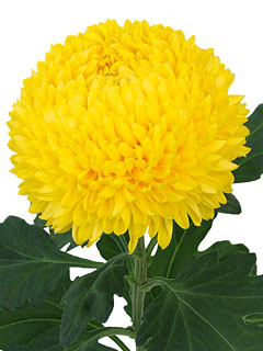 Chrysanthemum  Creamist-Golden