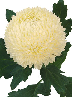 Chrysanthemum  Creamist-White