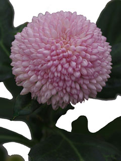 Chrysanthemum  Momoko