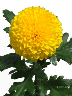 Chrysanthemum  Paladov Sunny