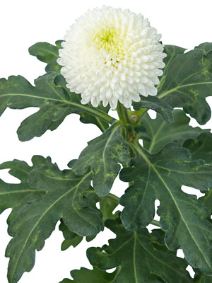 Chrysanthemum  Siberia