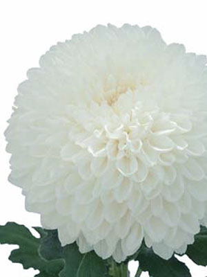 Chrysanthemum  Silent