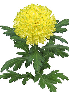 Chrysanthemum  Zembla Brasil