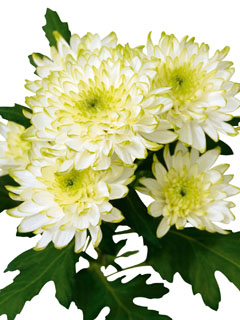 Chrysanthemum  Zembla Lime