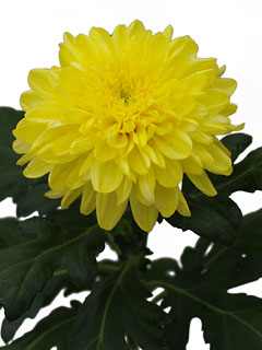 Chrysanthemum  Zembla Yellow