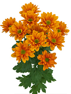 Chrysanthemen: Chrysanthemum  Kaya