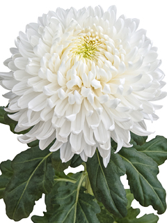 Chrysanthemum  Magnum