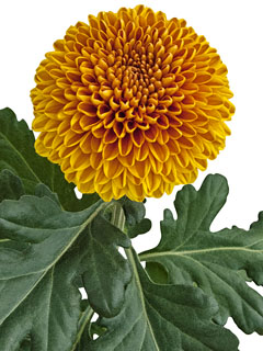 Chrysanthemum  Paladov Dark